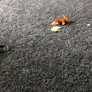 Meet your Posher, Darby